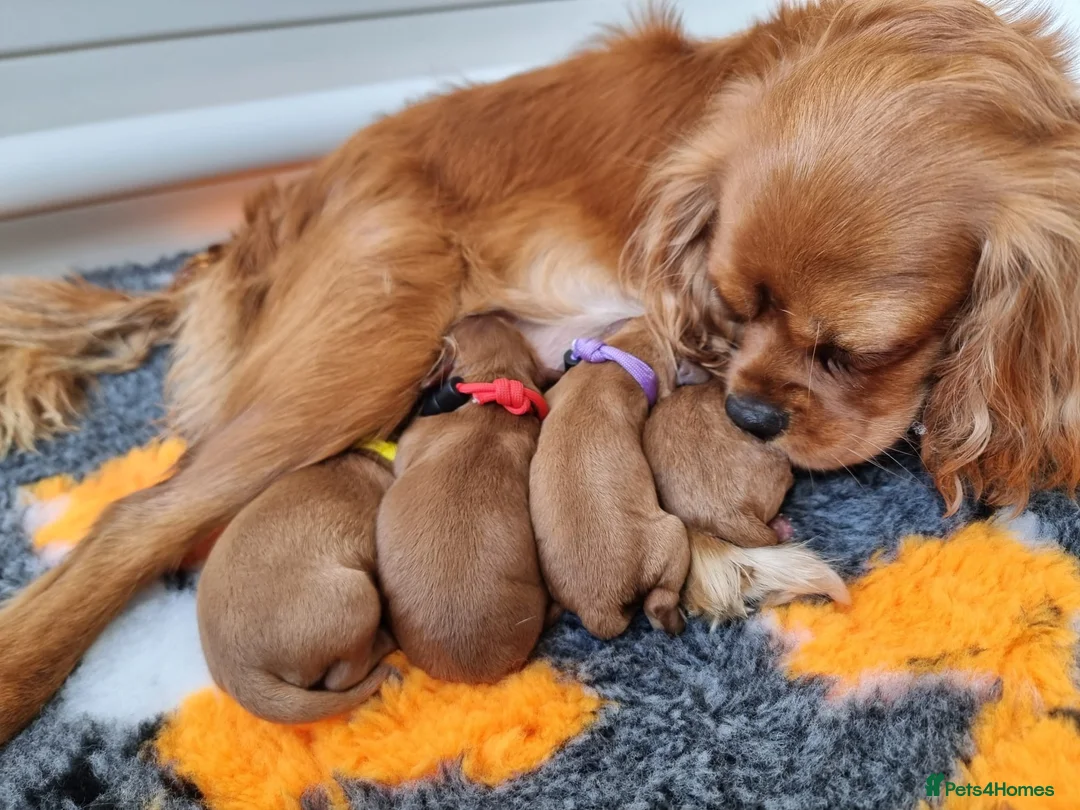 Poodle dogs for stud: Kc Fox red toy poodle for stud  - Advert 31