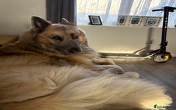 German Shepherd dogs for sale: Zeus German shepherd was  4 years old in July  - Image 1