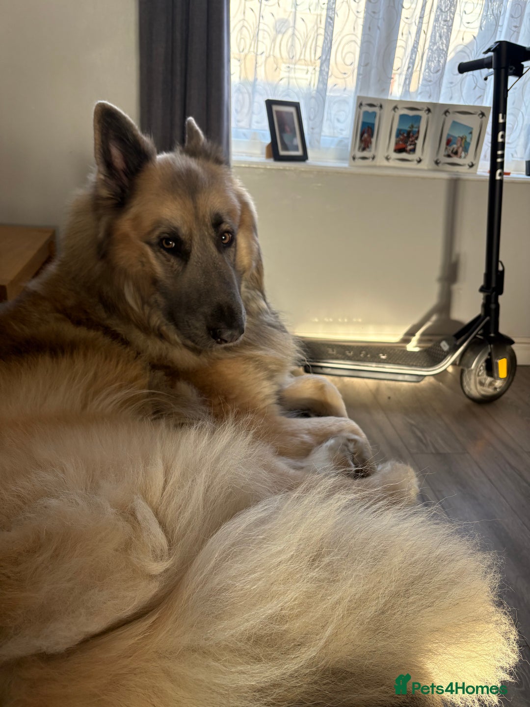 German Shepherd dogs for sale: Zeus German shepherd was  4 years old in July  - Image 1