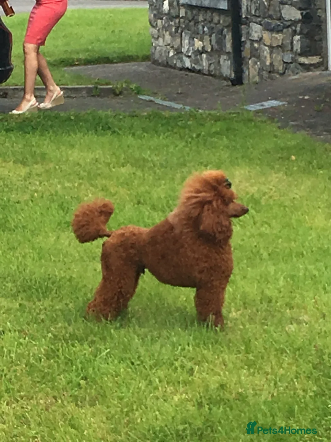 Miniature Poodle dogs for sale: Stunning litter, 6th gen of my red min poodles - Advert 5