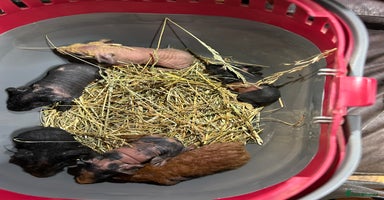 Guinea Pig rodents in Doncaster - Advert 16