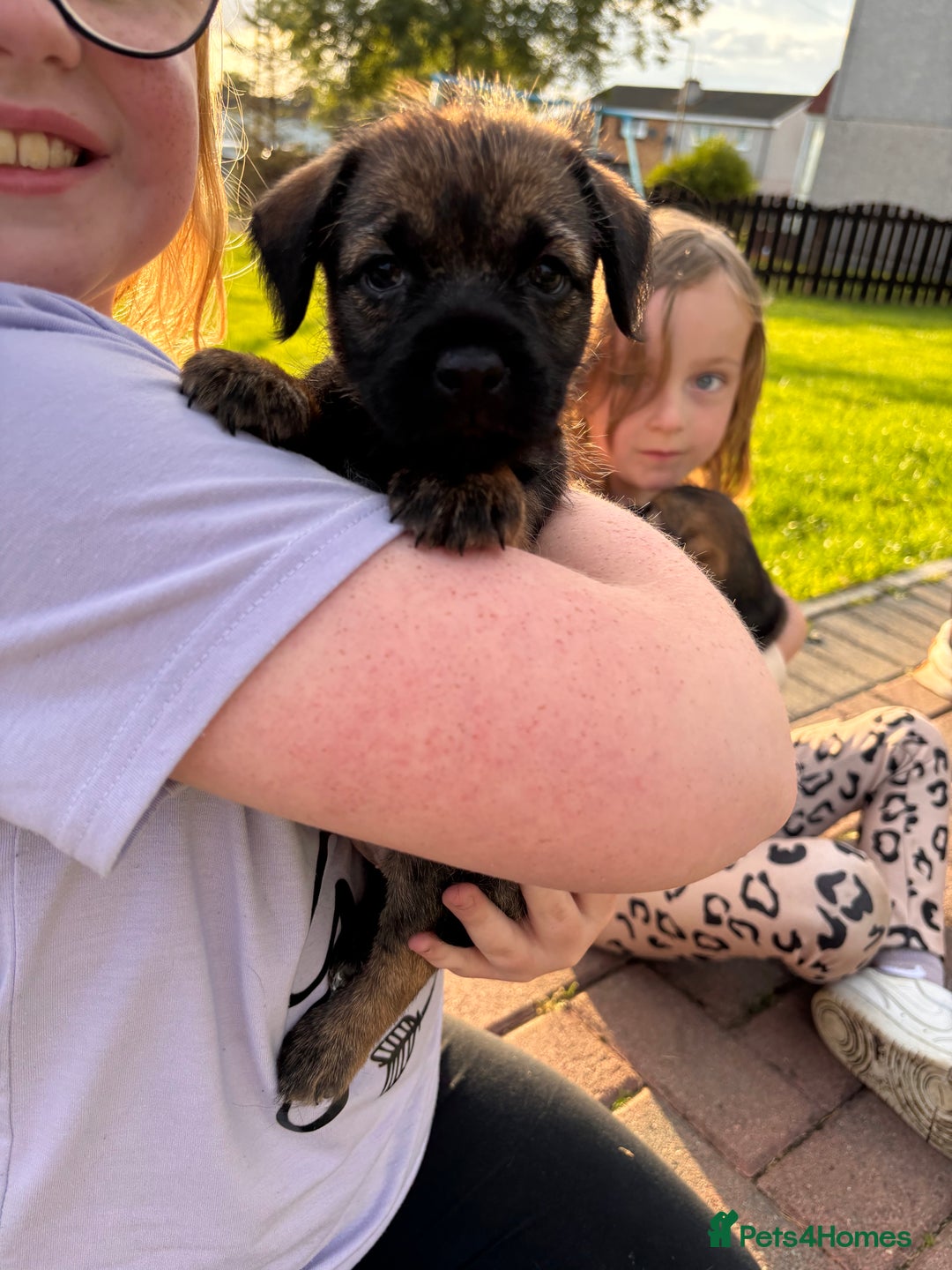 Border Terrier dogs for sale: Border Terrier puppy x1 boy - Image 5