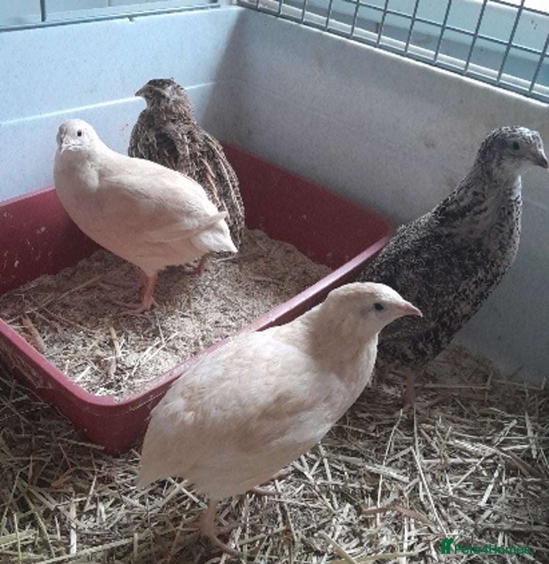 Quail poultry for sale: Trio Japanese quail  - Image 1