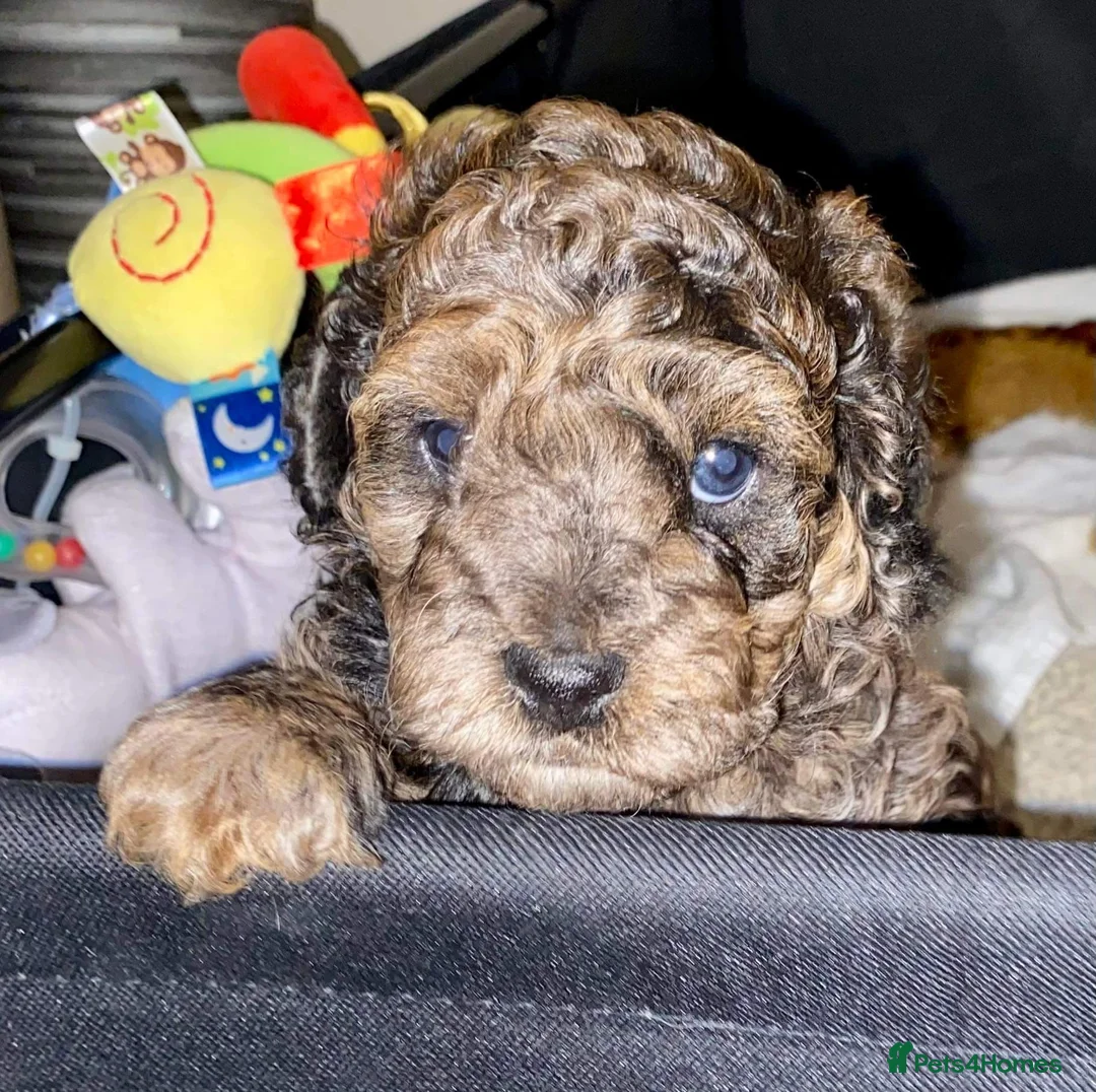 Miniature Poodle dogs for stud: RARE BLUE MERLE PHANTOM STUD in Consett - Advert 6