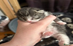 Domestic Shorthair cats for sale: BEAUTIFUL KITTENS FOR SALE, READY TO GO 29th AUG - Image 20