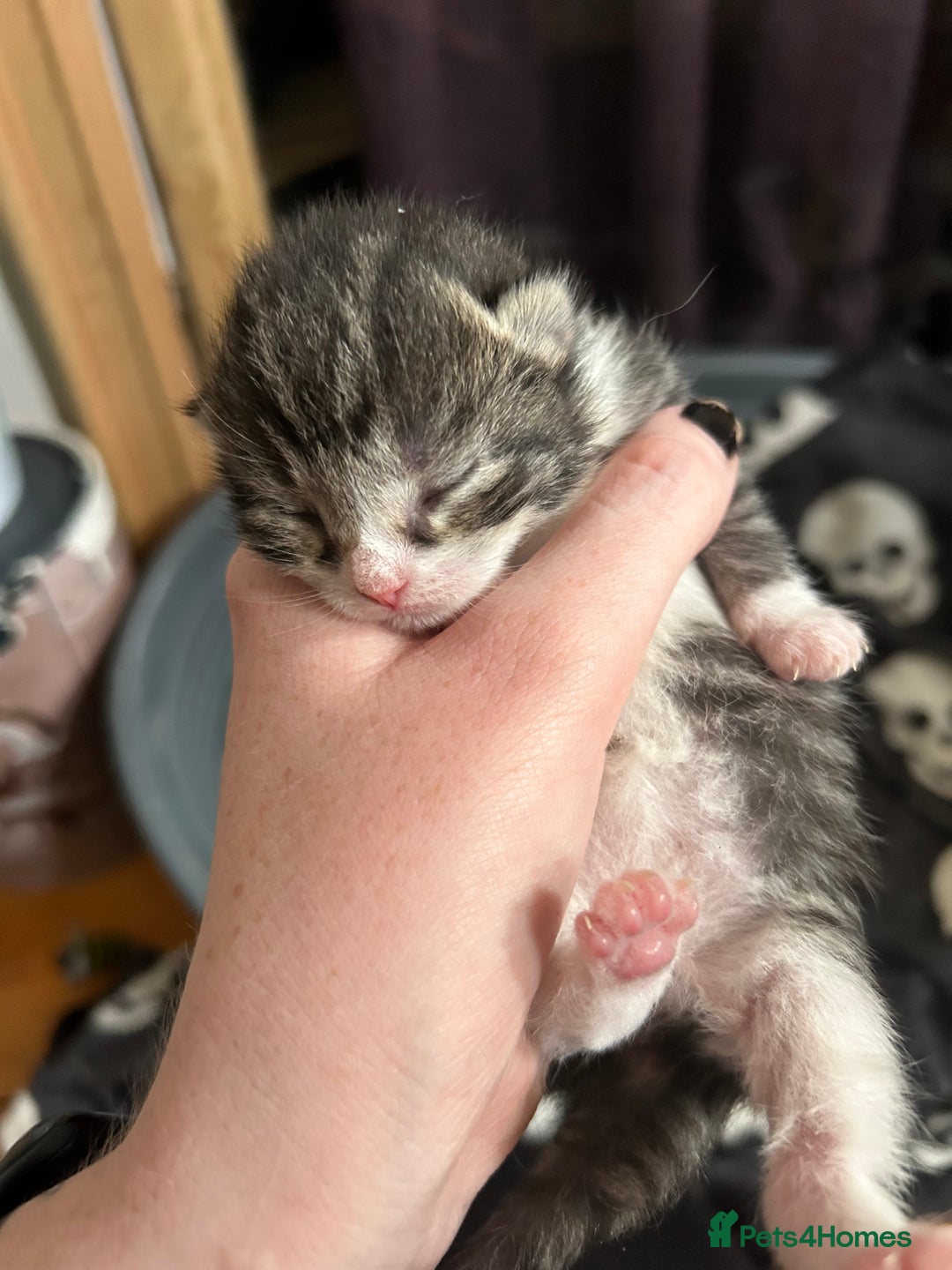 Domestic Shorthair cats for sale: BEAUTIFUL KITTENS FOR SALE, READY TO GO 29th AUG - Image 20
