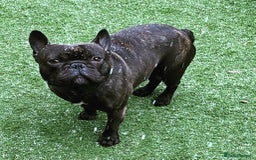 French Bulldog dogs for sale: Rehoming - 8 year old French Bulldog - Image 16