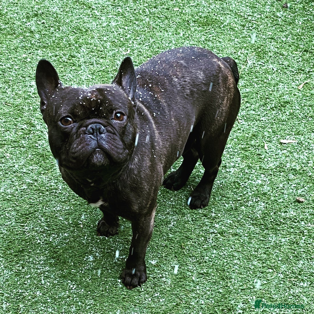 French Bulldog dogs for sale: Rehoming - 8 year old French Bulldog - Image 16