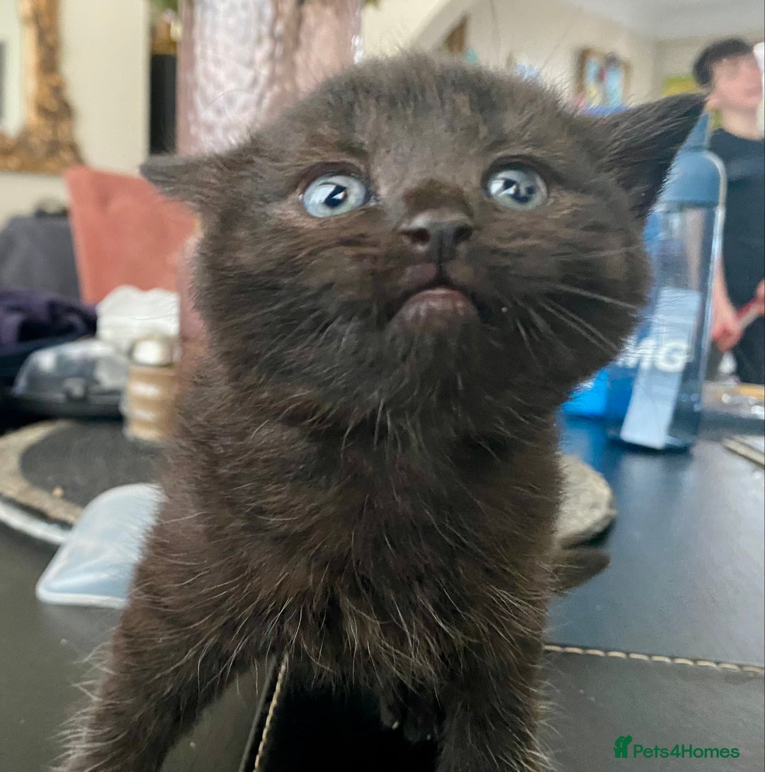 British Shorthair cats for sale: British shorthair black cross kittens  - Advert 14