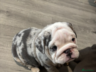 English Bulldog dogs LAST 2 GIRLS READY NOW FULLY VACCINATED - Advert 2