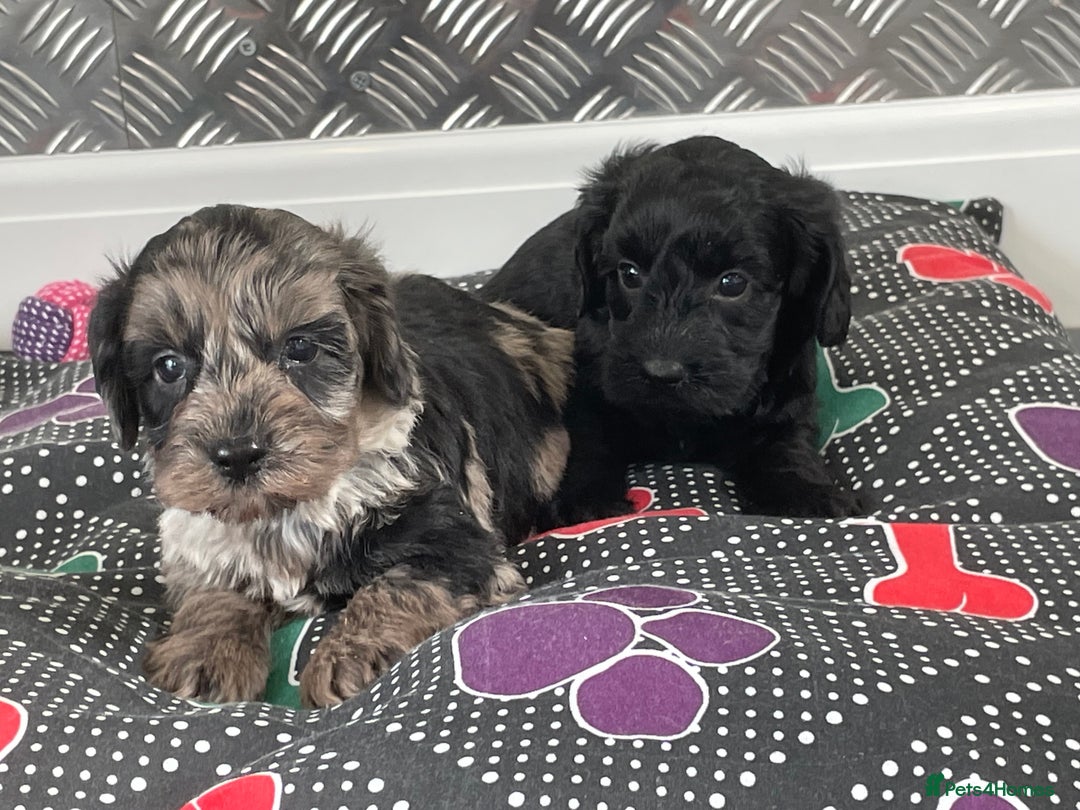 Cockapoo dogs for sale: F1 Cockapoos for sale  - Image 38