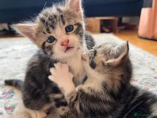 Mixed Breed cats 5 Beautiful Tabby Kittens for sale ❤️❤️ - Advert 1