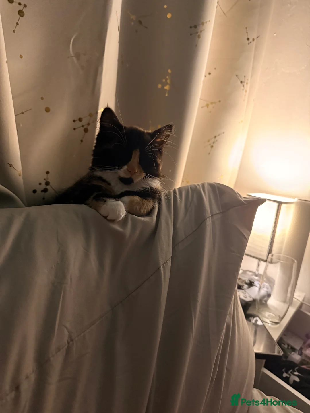 Mixed Breed cats for sale: Female kitten    pending  - Advert 6