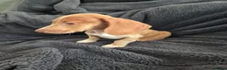 Miniature Dachshund dogs for sale: LAST 3x Dachshund boys ready NOW fully vacs - Advert 4