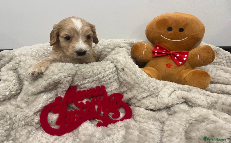 Cockapoo dogs - Advert 2