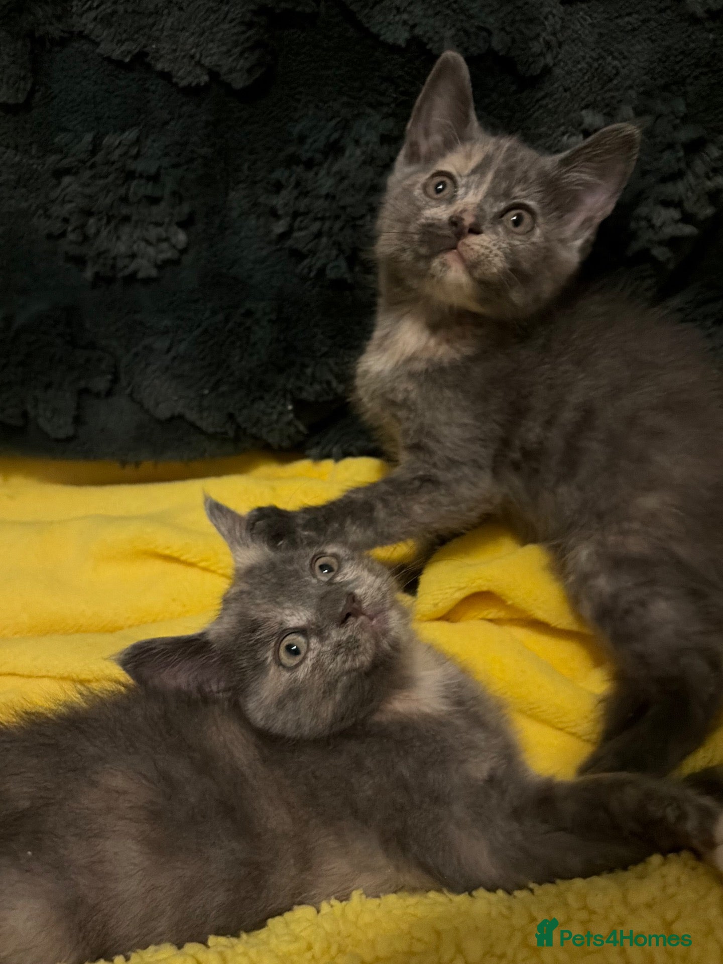 Scottish Fold cats 🐾 Beautiful Scottish Mix Kittens 🐾 - Advert 13
