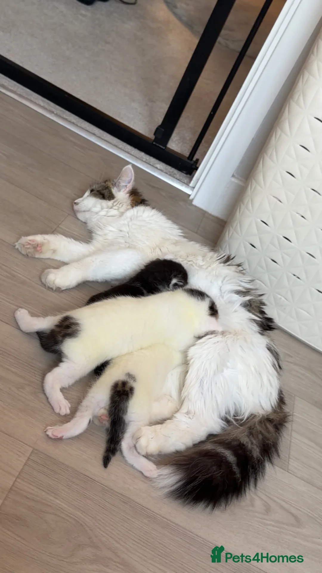 Domestic Shorthair cats for sale: 3 adorable little kittens for sale - Advert 11