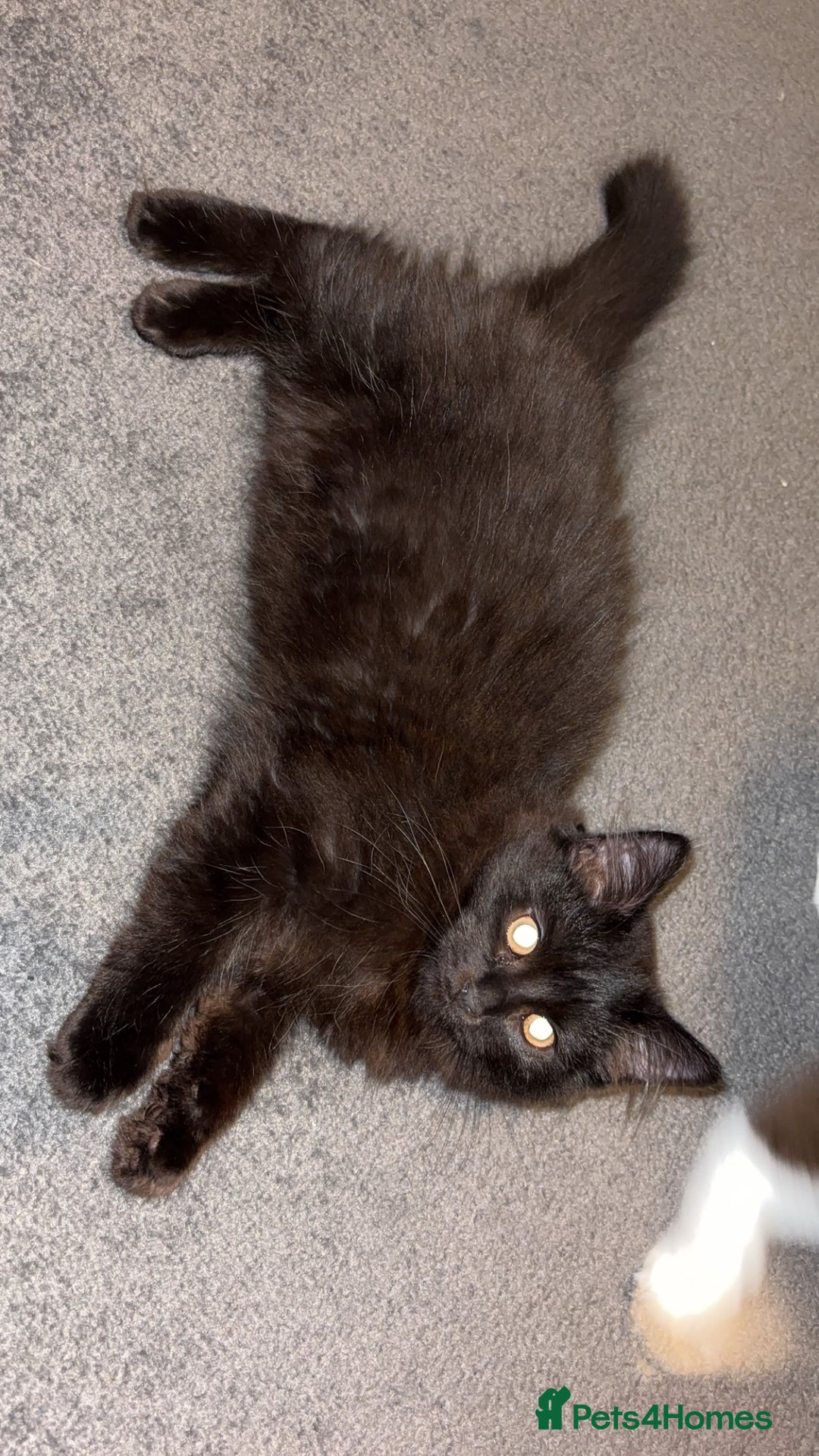 Mixed Breed cats for sale: Male moggy cat - Advert 5