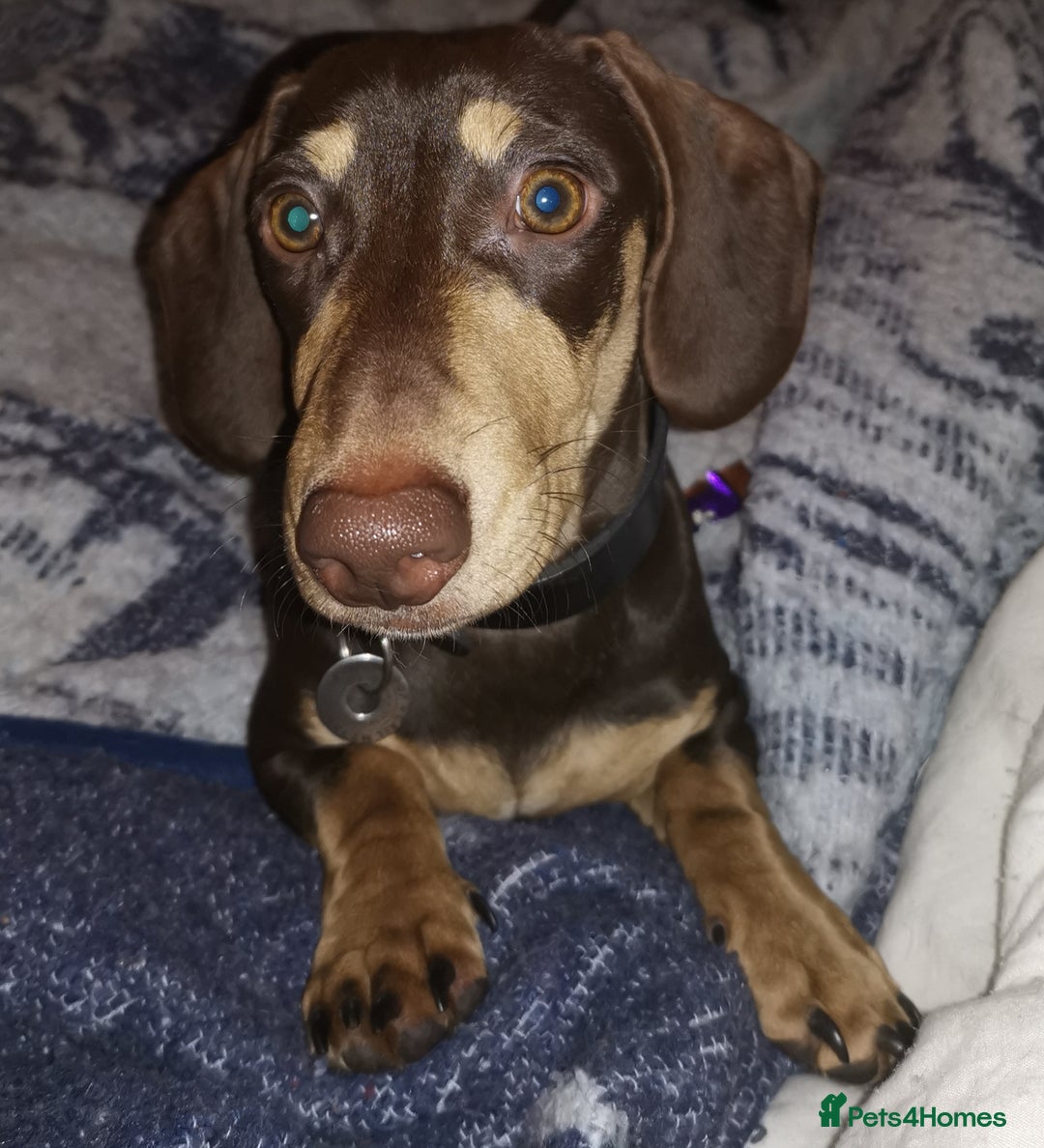 Miniature Dachshund dogs for stud: Harley (kleinartemis Apollo) KC NAME in Glasgow - Advert 10