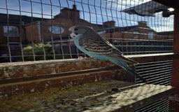 Budgerigars birds for sale:  Young Budgies  - Image 4