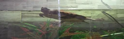Turtle reptiles for sale: Mississipi Map Turtle - Advert 4