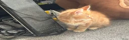 Mixed Breed cats for sale: Available Now - 2 Ginger & 1 Black Kitten - Advert 6