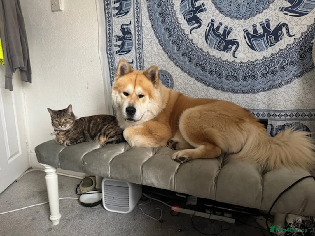 Mixed Breed dogs for sale: Bear // Chakita // Boy 2.8yrs // Blue Tounge - Advert 10