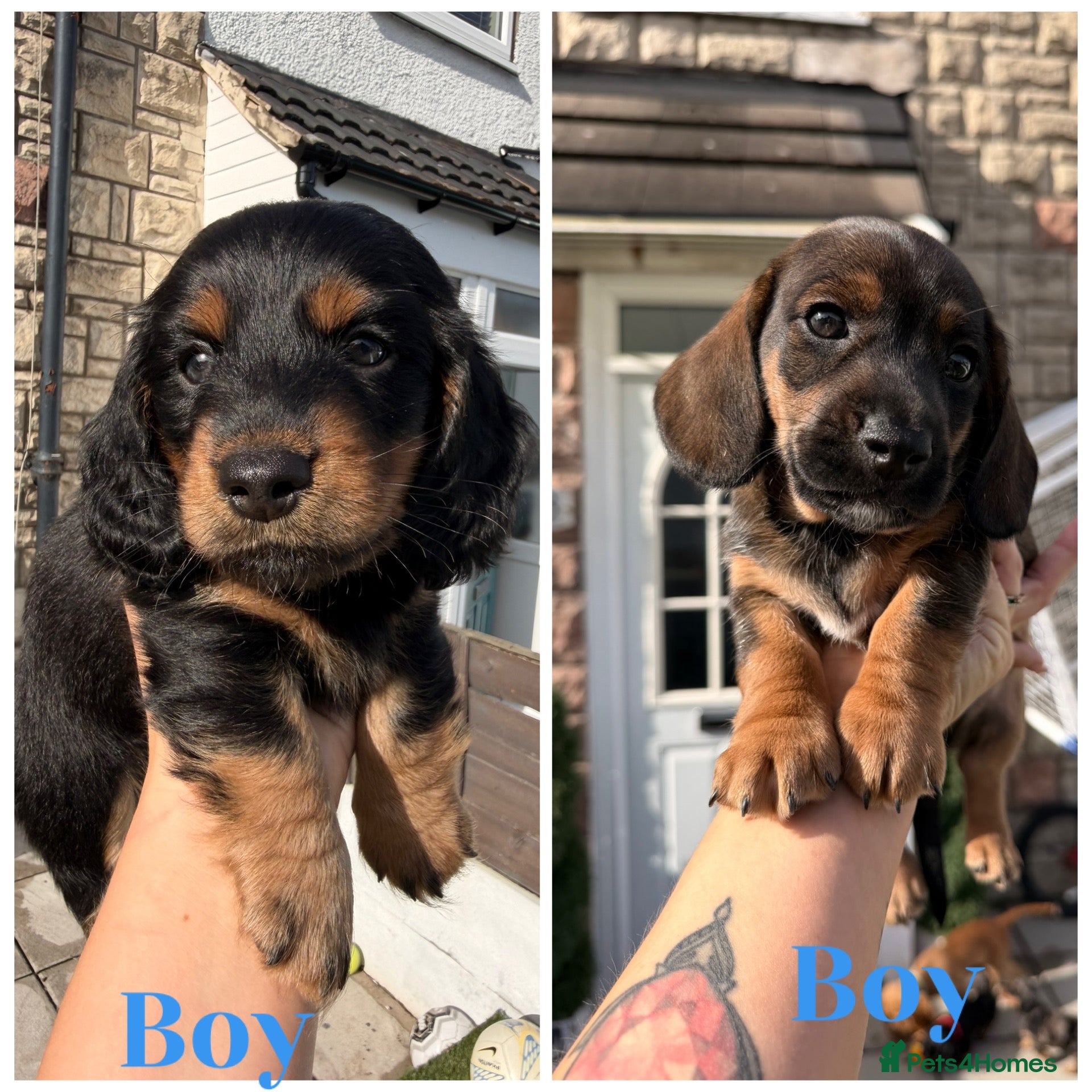 Dachshund dogs The Outstanding Boy Band is here-2available💙🐶💚 - Advert 1