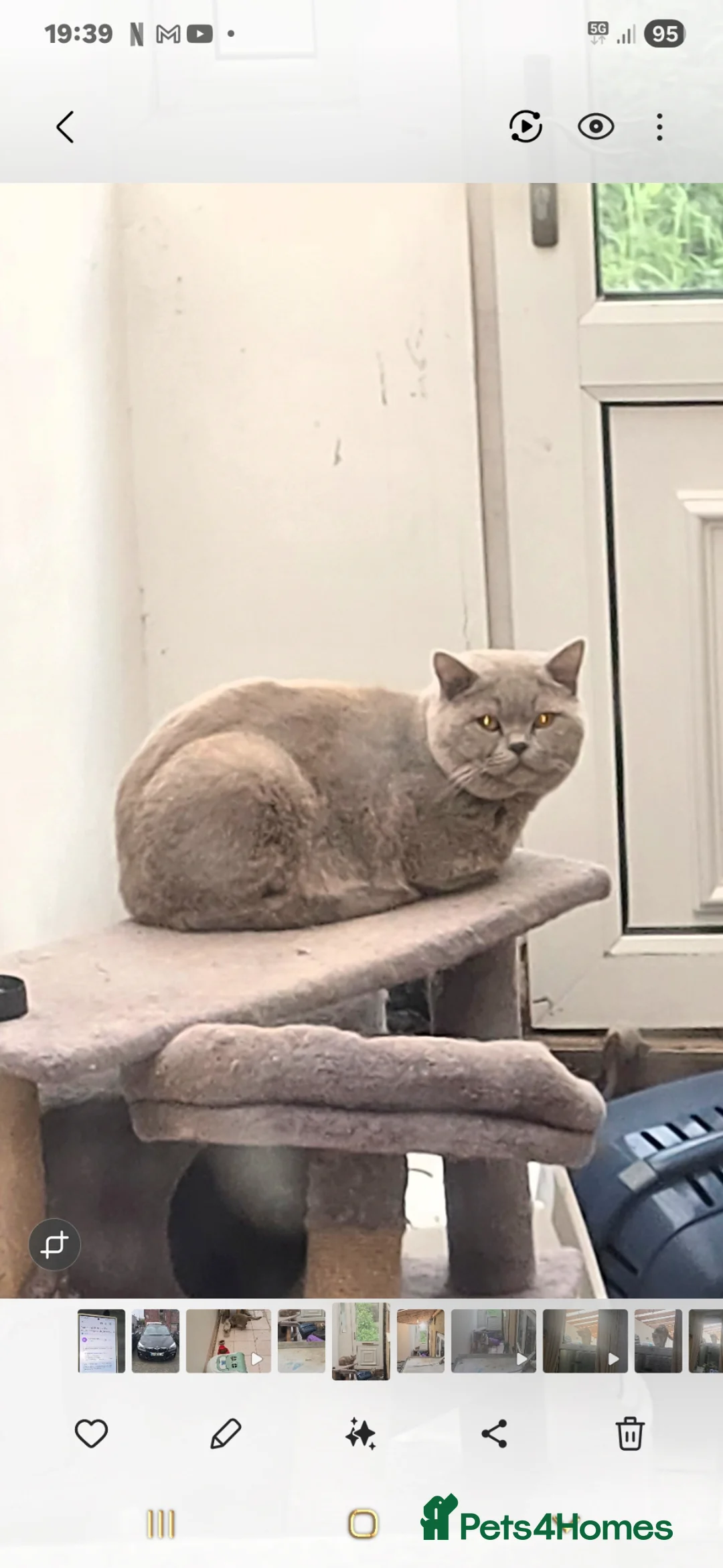 British Shorthair cats for stud: Mufasa  - Advert 14