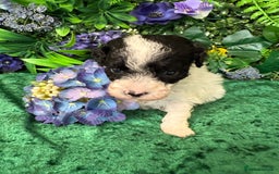 Toy Poodle dogs for sale: KC registered toy poodles - Image 10
