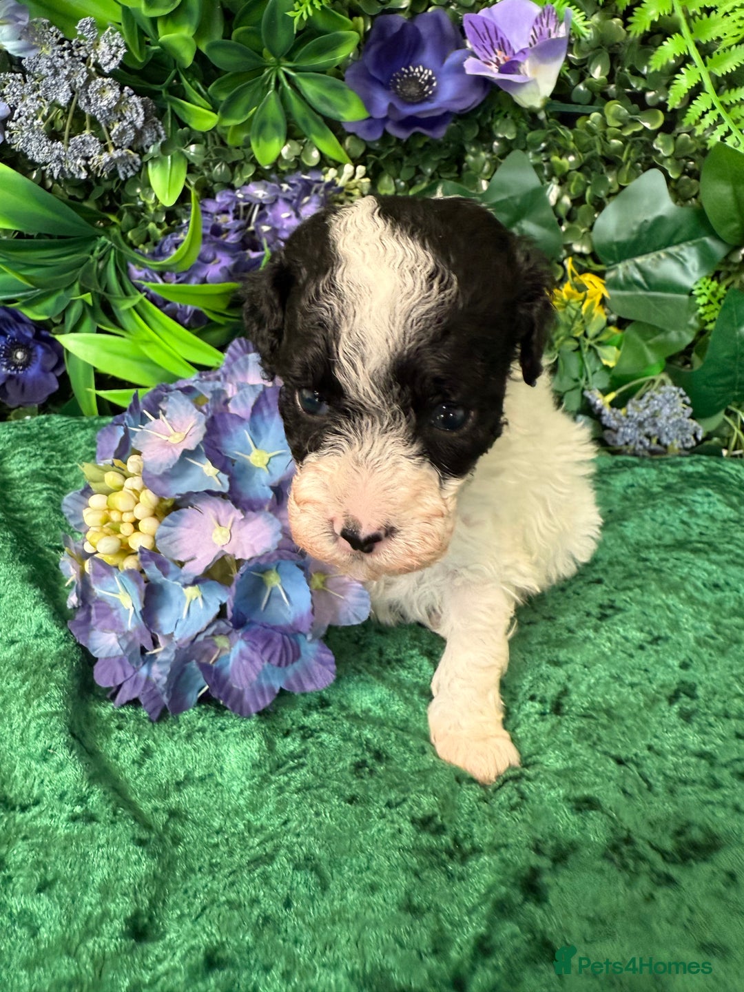 Toy Poodle dogs for sale: KC registered toy poodles - Image 10