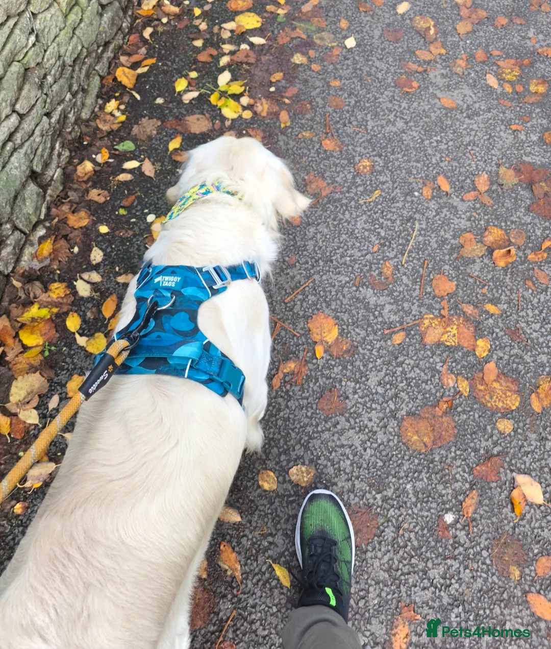 Golden Retriever dogs for sale: Big loving KC Golden Retriever - Advert 3