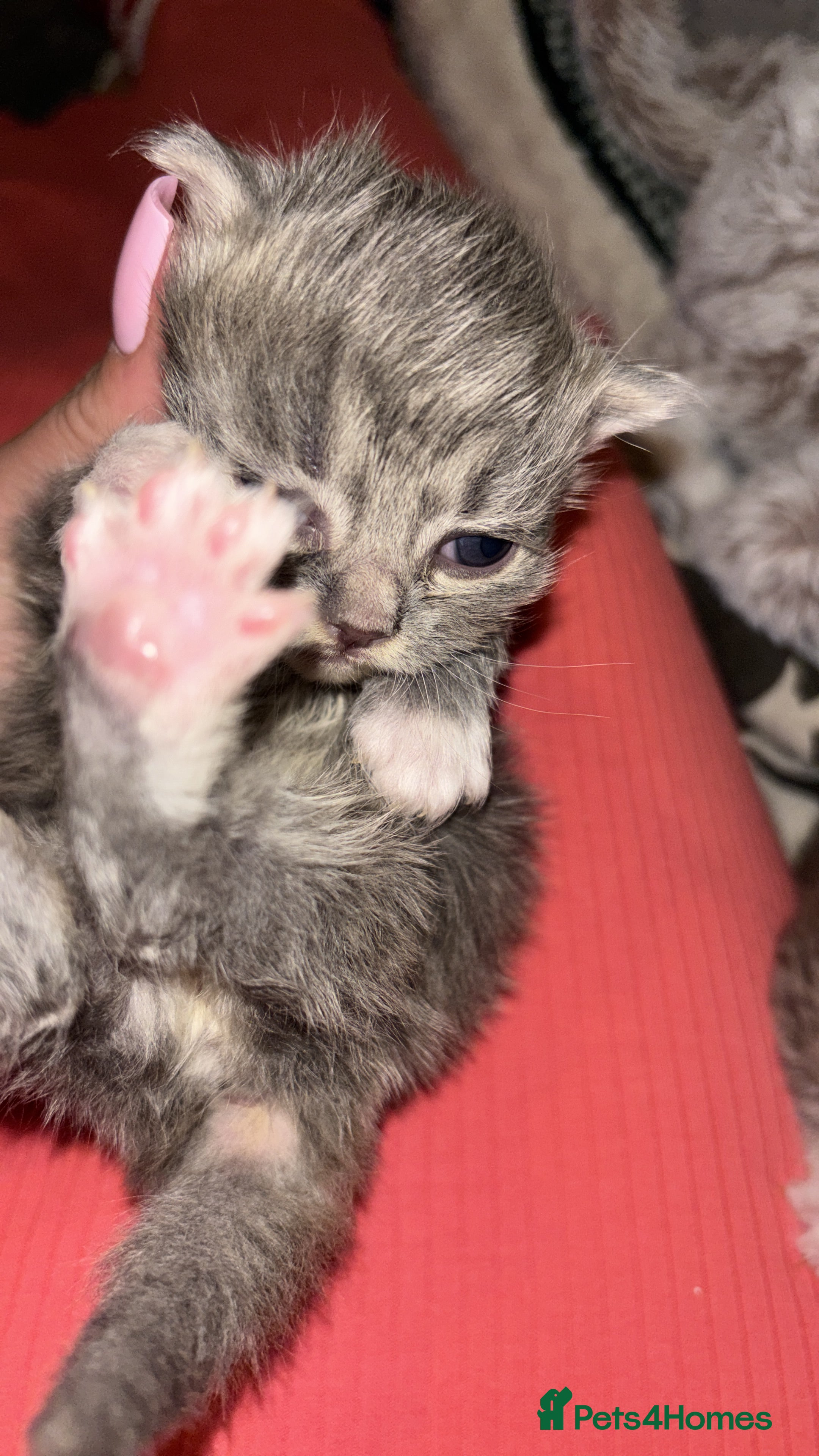 Scottish Fold cats Adorable Scottish Straight Kittens 🥰 - Advert 4