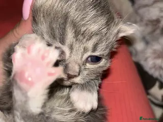Scottish Fold cats Adorable Scottish Straight Kittens 🥰 - Advert 4
