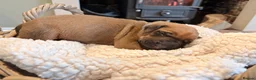 Rhodesian Ridgeback dogs for sale: Premium KC Registered Rhodesian Ridgeback Puppies  - Advert 13