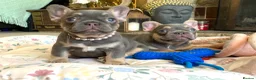 French Bulldog dogs for sale: 2 LEFT!! TOP QUALITY FRENCH BULLDOG PUPPIES - Advert 21