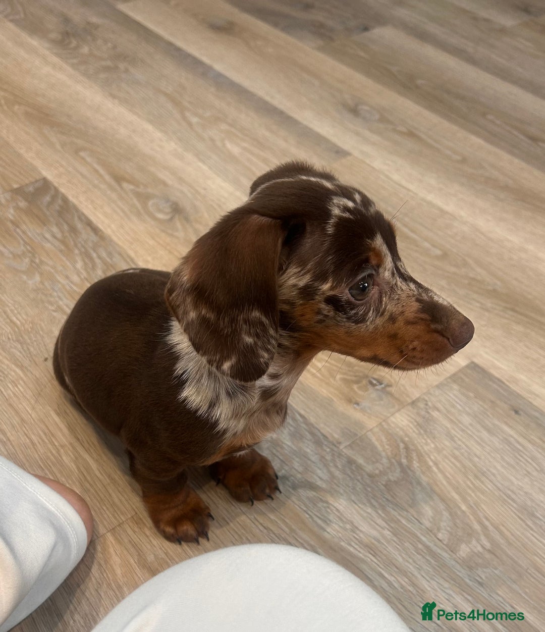 Miniature Dachshund dogs for sale: Beautiful dapple boy - Advert 4
