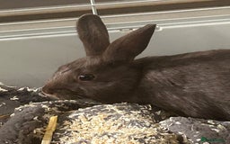 Netherland Dwarf rabbits for sale: Young neverland dwarf rabbit (Ezra)  - Image 8