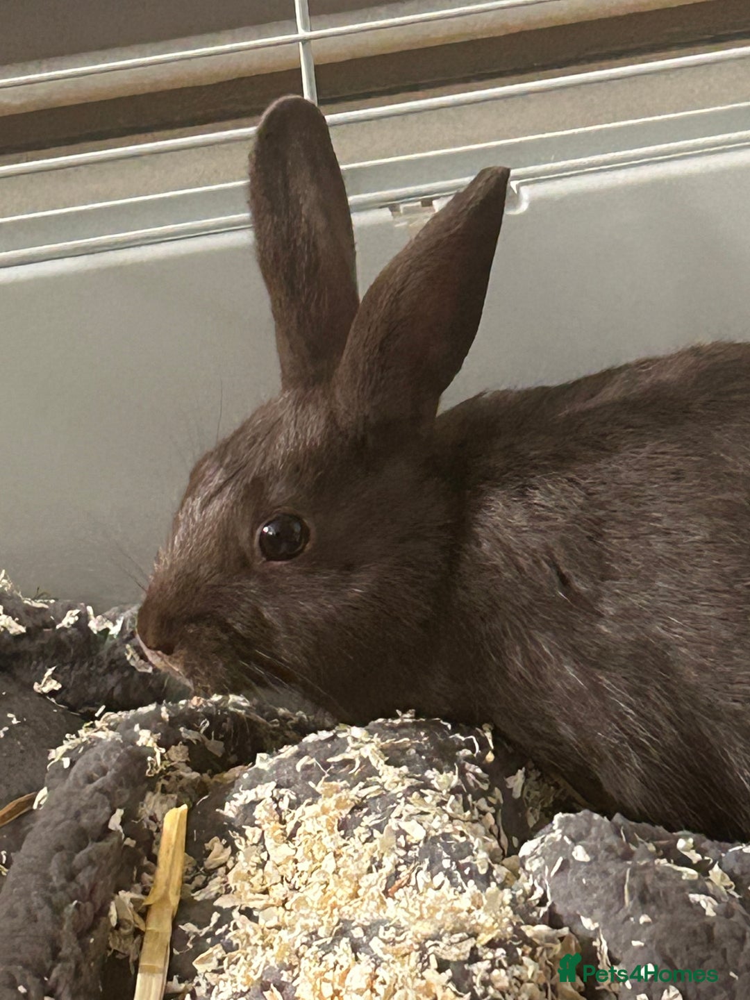 Netherland Dwarf rabbits for sale: Young neverland dwarf rabbit (Ezra)  - Image 8