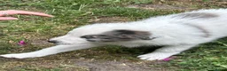 Border Collie dogs for sale: Gorgeous Border Collie puos - Advert 7