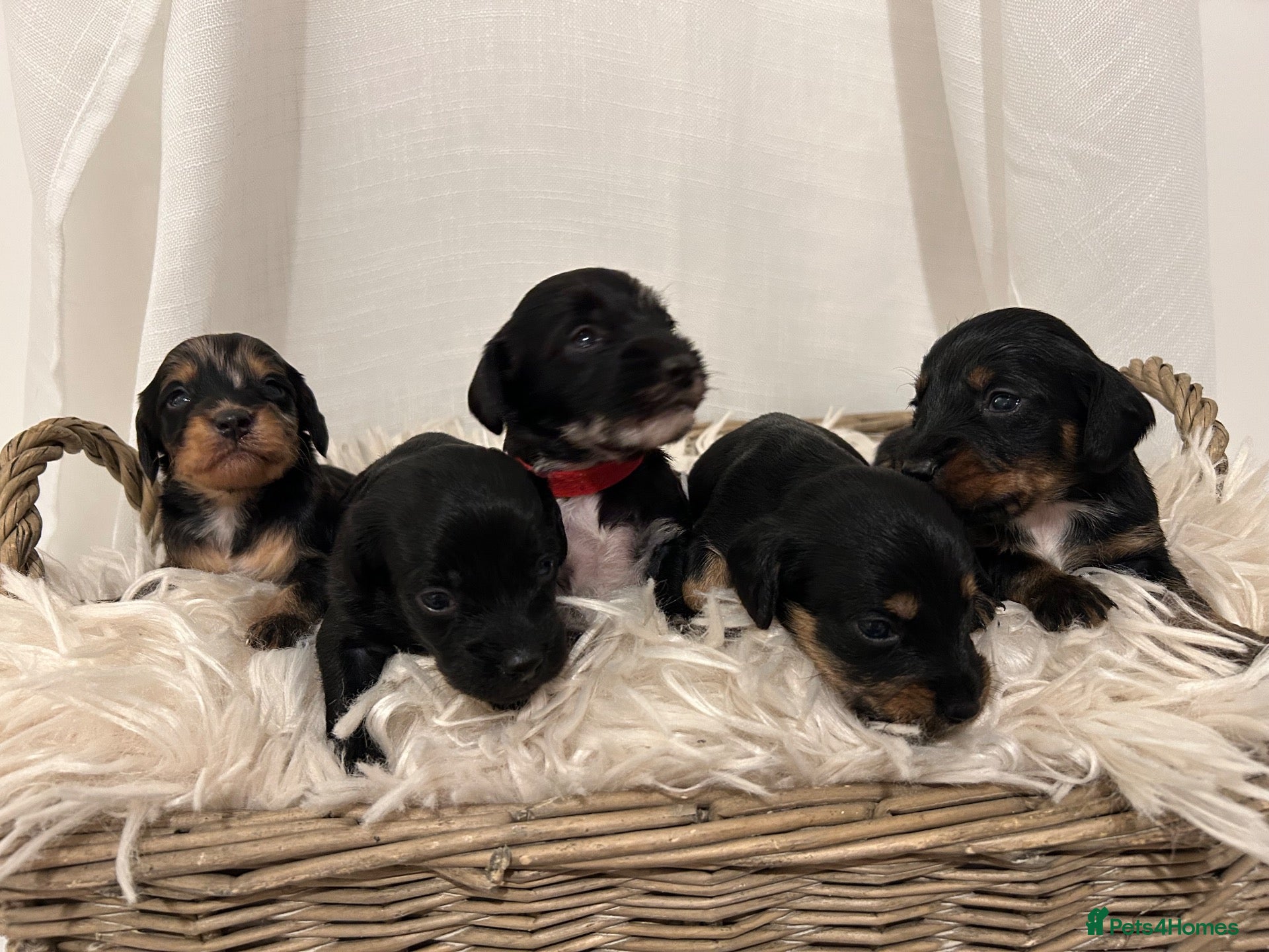 Mixed Breed dogs Doxiepoo puppies  - Advert 1