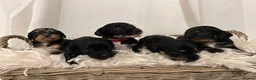Mixed Breed dogs for sale: Doxiepoo puppies  - Advert 1