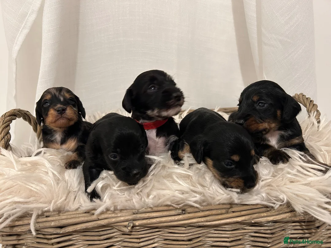 Mixed Breed dogs for sale: Doxiepoo puppies  - Advert 1