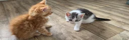Mixed Breed cats for sale: Maine coon kittens available - Advert 9