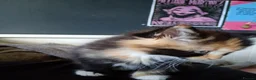 Domestic Shorthair cats for sale: Stunning litter of 4 - Advert 11