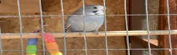 Budgerigars birds for sale: New baby budgies  - Advert 6