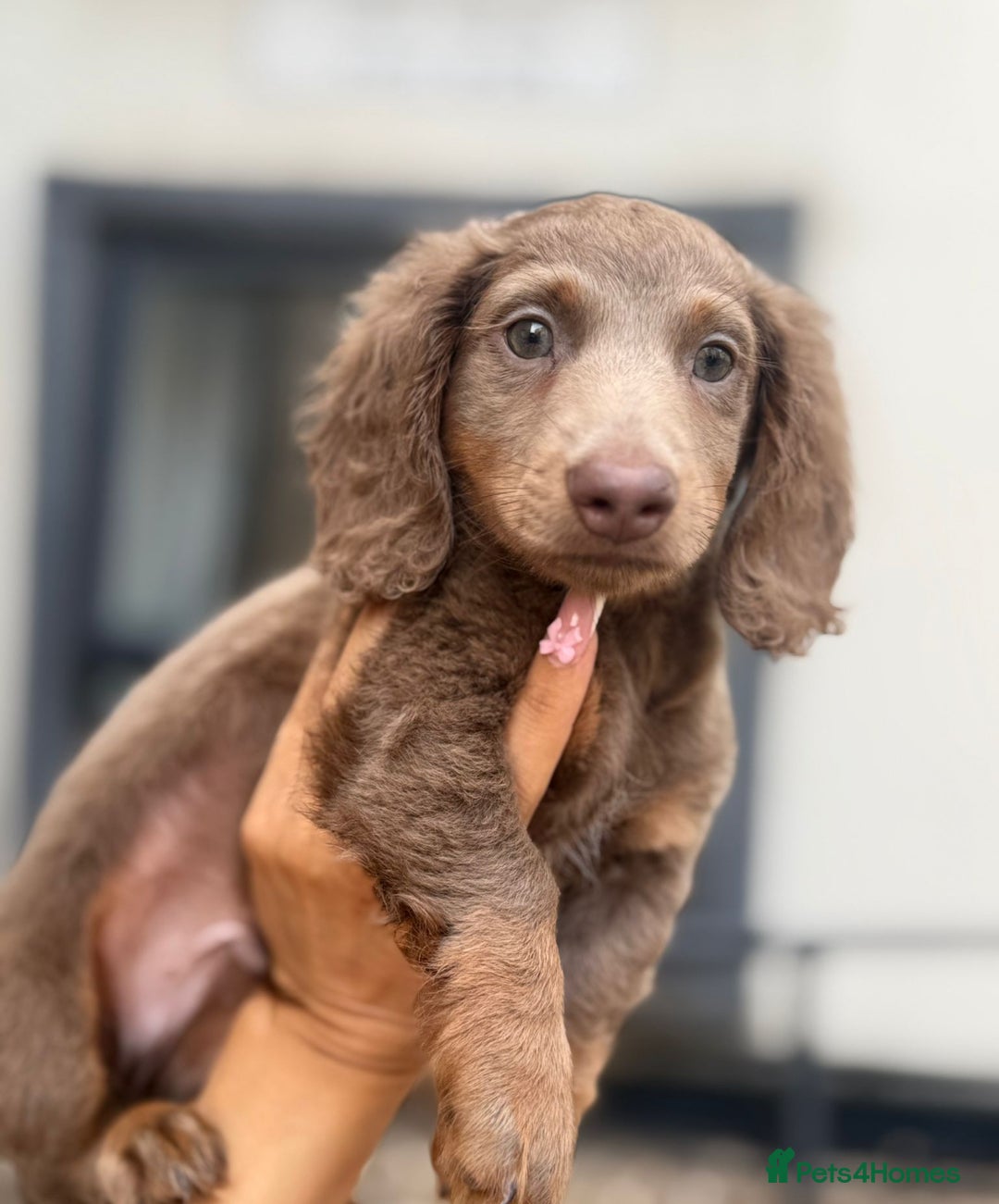 Miniature Dachshund dogs for sale: 1 last Black and Tan Male left!!!   in Watford - Image 5
