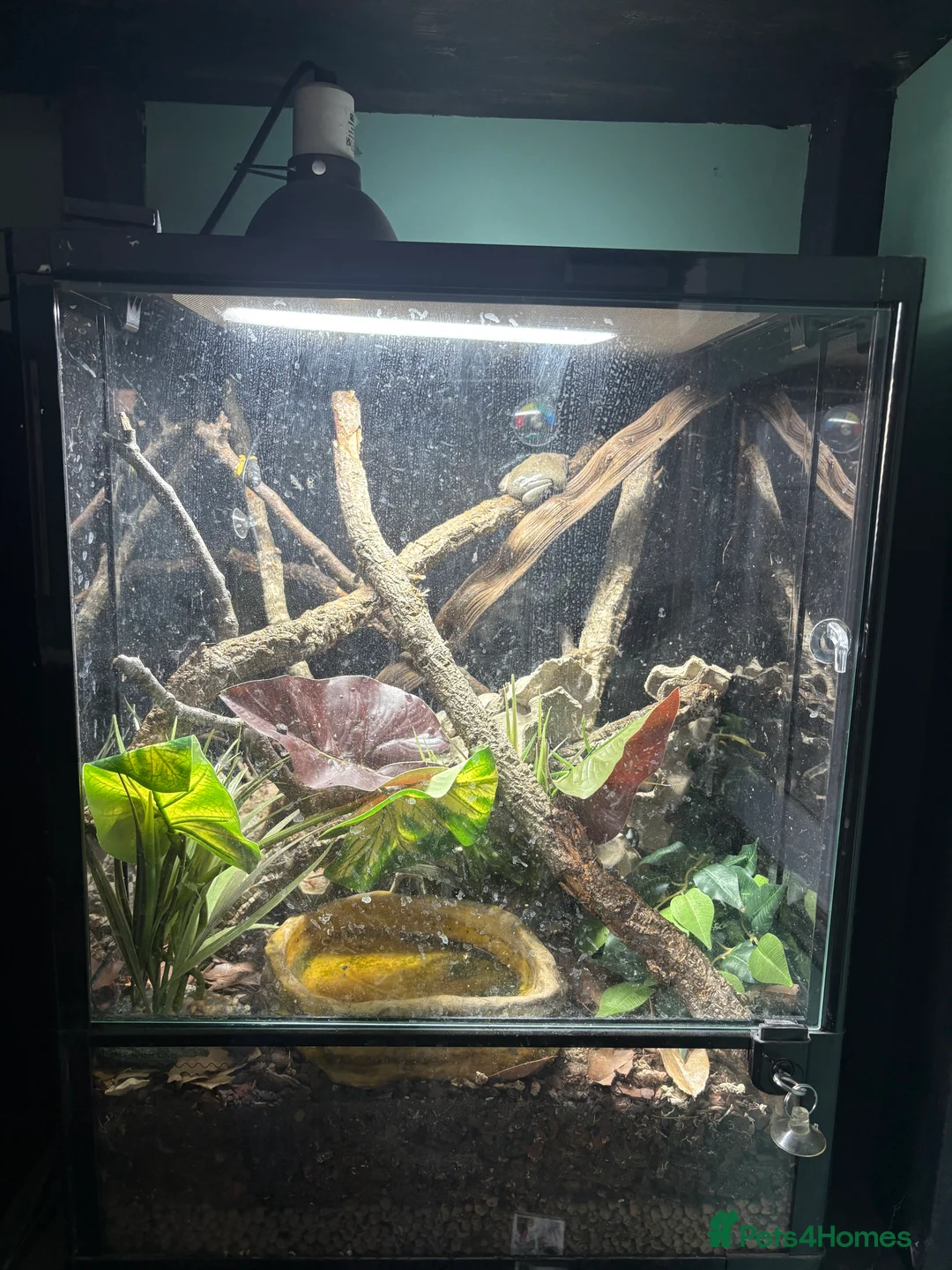 Frog reptiles for sale: Mexican leaf frog in Leicester - Advert 6