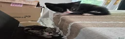 Mixed Breed cats for sale: Kittens ready for new homes in Lytham Saint Annes - Advert 4