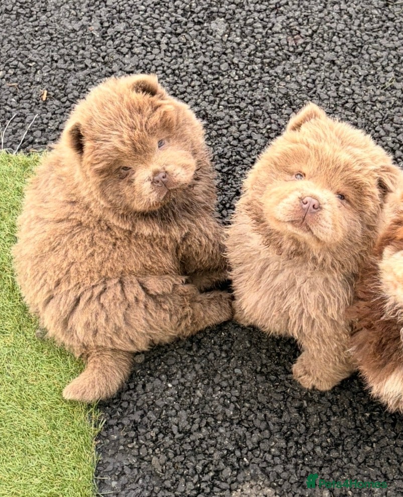 Chow Chow dogs Merle Chow chow puppies  - Advert 2